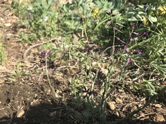 Boechera serpenticola