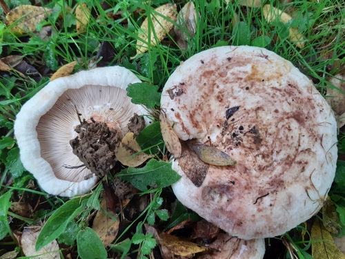 Blushing Milkcap