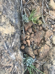 Boechera serpenticola