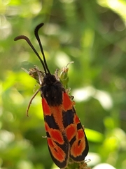 Zygaena hilaris