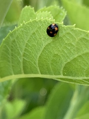 Brachiacantha ursina