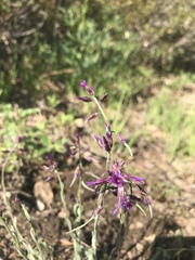 Boechera serpenticola