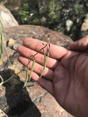 Boechera serpenticola