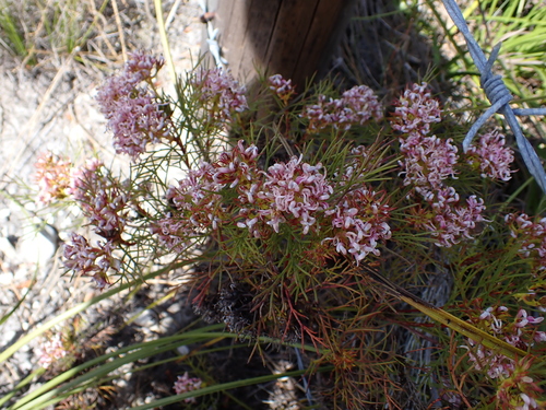 Image of Serruria bolusii by (c) Eugene Hahndiek, some rights reserved (CC BY-SA)