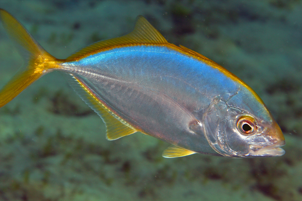 Yellow Jack