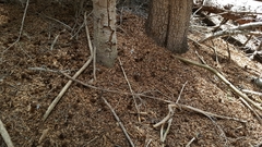 Tamiasciurus fremonti
