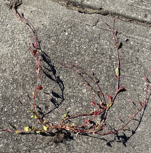 Persicaria longiseta, photograph 1