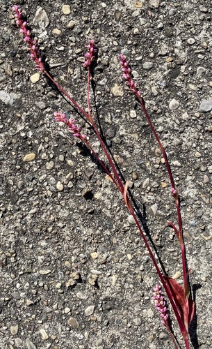 Persicaria longiseta, photograph 2