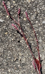 Persicaria longiseta, photograph Mary Spilman, CC BY, iNaturalist via GBIF