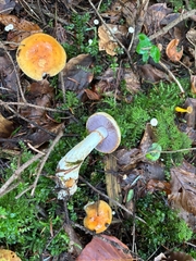 Variable Webcap (Cortinarius varius)