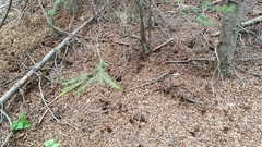 Tamiasciurus fremonti