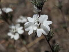 Calycadenia villosa