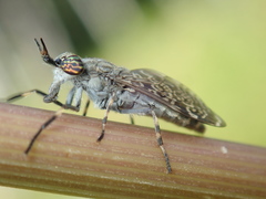 Haematopota pluvialis