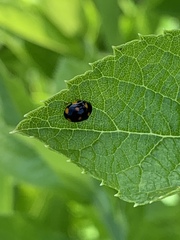 Brachiacantha ursina