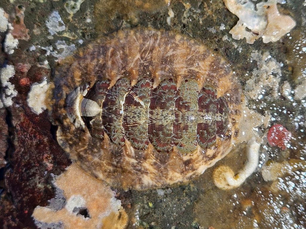 Swan's Mopalia
