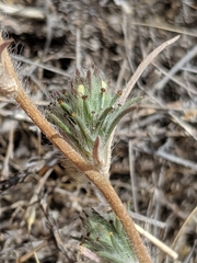 Calycadenia villosa