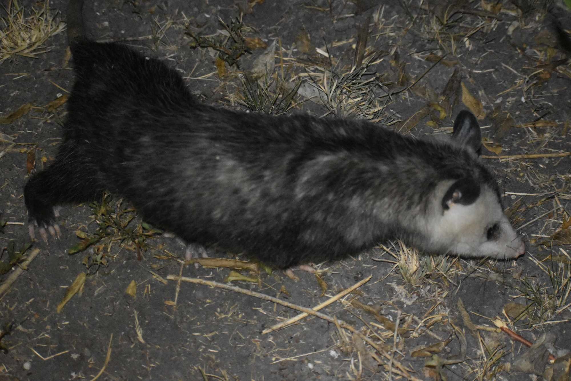 Didelphis virginiana<br>19 October, 2024