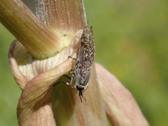 Haematopota pluvialis