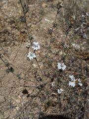 Calycadenia villosa
