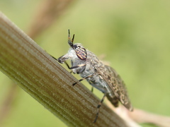 Haematopota pluvialis