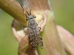 Haematopota pluvialis