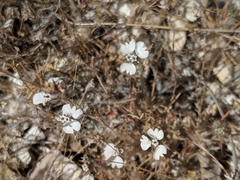 Calycadenia villosa