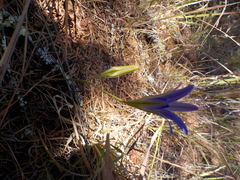 Brodiaea
