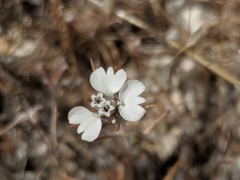 Calycadenia villosa