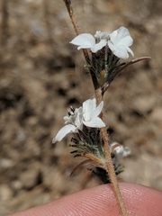 Calycadenia villosa