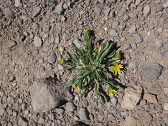 Pyrrocoma apargioides