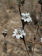 Calycadenia villosa