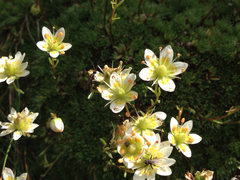 Saxifraga bryoides