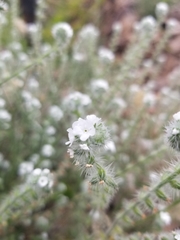 Cryptantha muricata