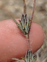 Calycadenia villosa