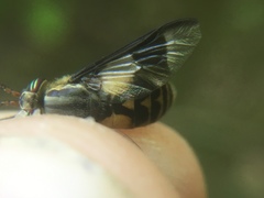 Chrysops sackeni