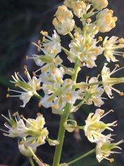 Toxicoscordion paniculatum