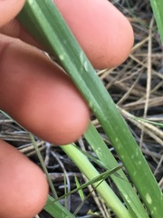 Toxicoscordion paniculatum