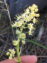 Toxicoscordion paniculatum