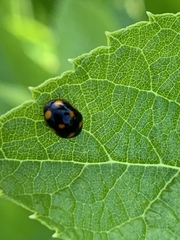 Brachiacantha ursina