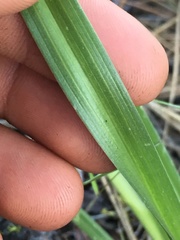 Toxicoscordion paniculatum