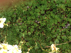 Saxifraga bryoides