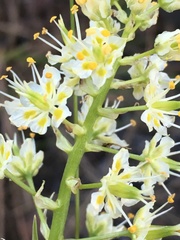 Toxicoscordion paniculatum
