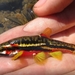 Western Minnows - Photo (c) Evan Beall, some rights reserved (CC BY-NC-SA), uploaded by Evan Beall