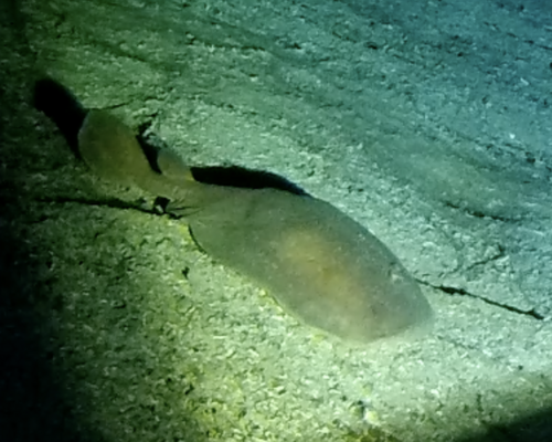 Blind electric ray (Typhlonarke aysoni) — Narkidae