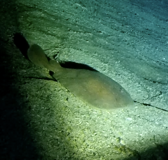 Blind Electric Ray