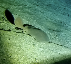 Blind Electric Ray photo 2