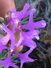 Clarkia pulchella