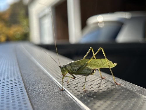 Fork-tailed bush katydid