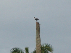 Dendrocygna autumnalis