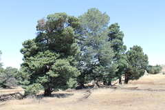 Cupressus guadalupensis